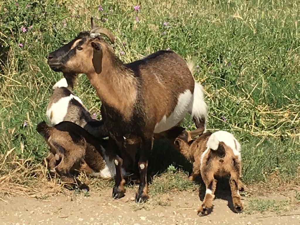 Agriturismo Terre Di Musignano Canino ภายนอก รูปภาพ